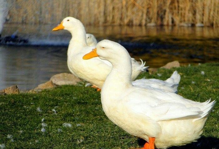 Pekin ordəyləri satılır. 6 aylıqdılar  hazırdılar. 3kq dan çox olar çə