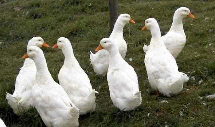 Pekin ordəyləri satılır. 6 aylıqdılar  hazırdılar. 3kq dan çox olar çə