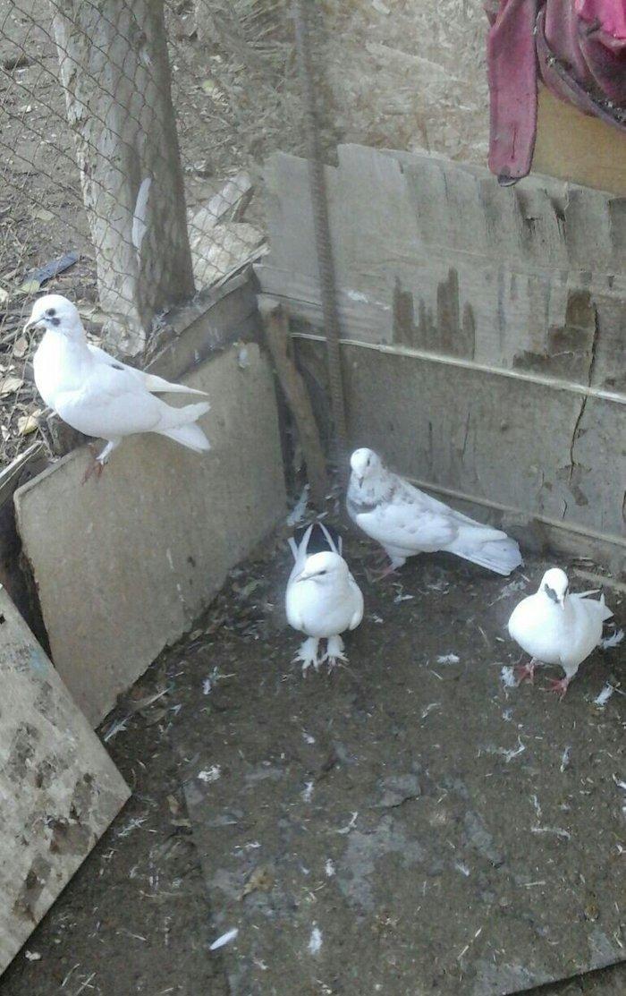 25 eded terkidme goyercin satilir. Optovoy. 85 manat. Tam saqlamdi. Te