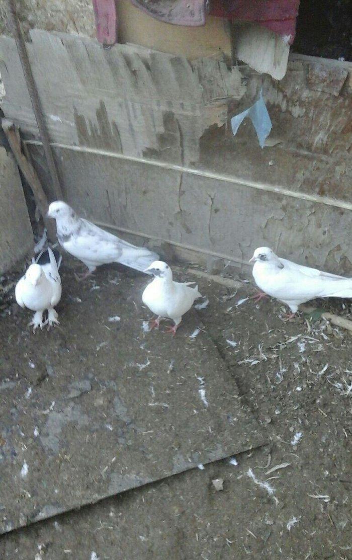 25 eded terkidme goyercin satilir. Optovoy. 85 manat. Tam saqlamdi. Te