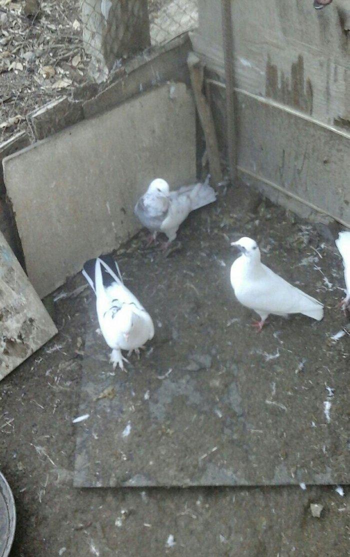 25 eded terkidme goyercin satilir. Optovoy. 85 manat. Tam saqlamdi. Te