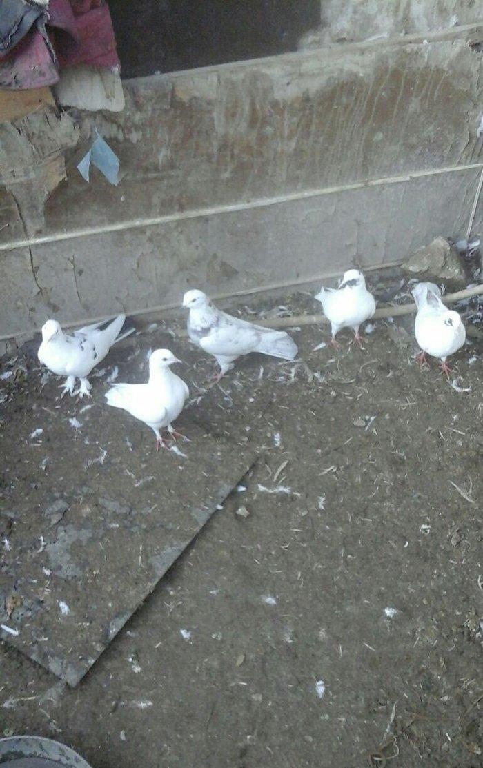 Terkidme 25 goyercin satilir. Tam saqlamdi. Optovoy 85manat. Tek tek 4