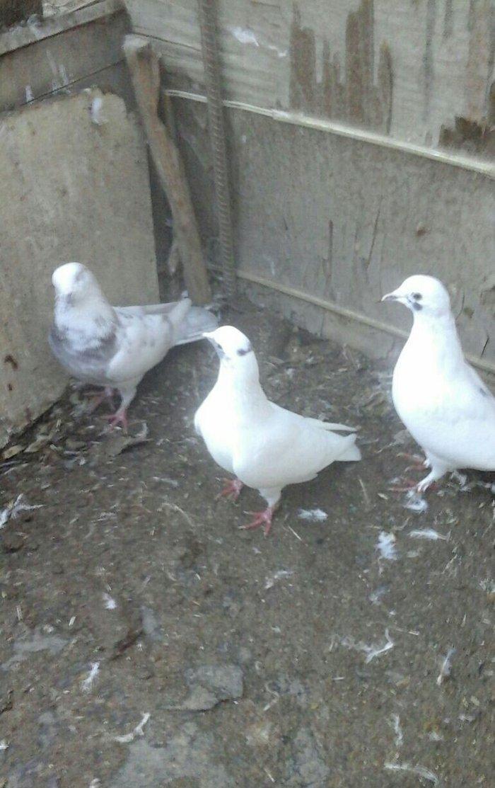 Terkidme 25 goyercin satilir. Tam saqlamdi. Optovoy 85manat. Tek tek 4