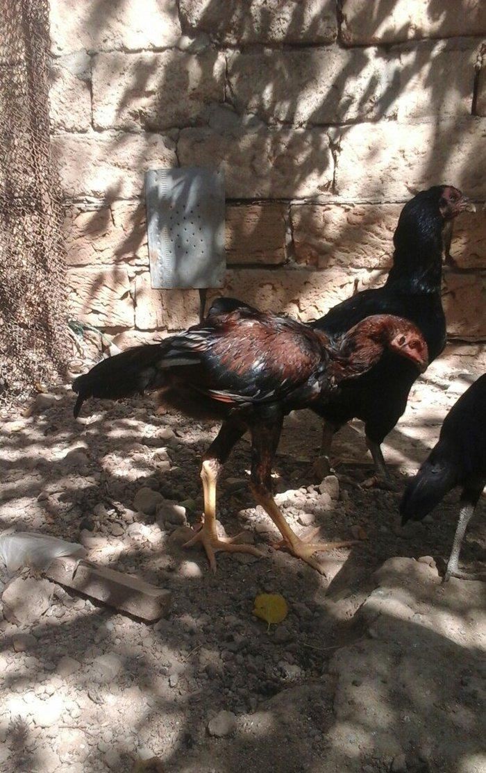 Temiz heyratl xoruzu. fereler.3. 4 ayllq bece ve fereler her qiymete