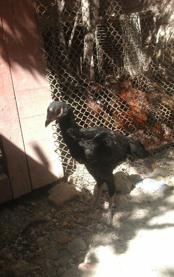 Temiz heyratl xoruzu. fereler.3. 4 ayllq bece ve fereler her qiymete