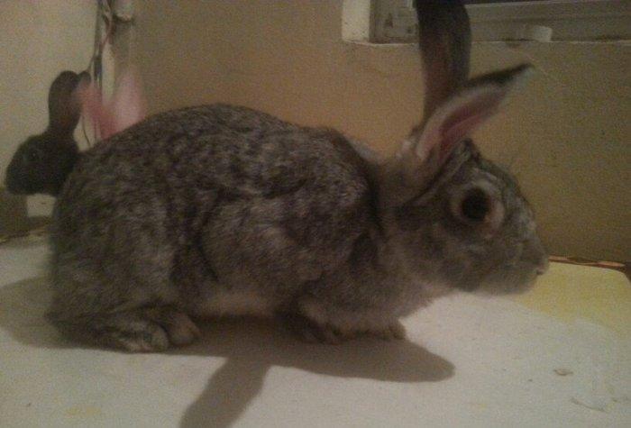 Hazir qizgin erkey dovwan satilir qiymeti 13 azn iri dovwanlardi reng