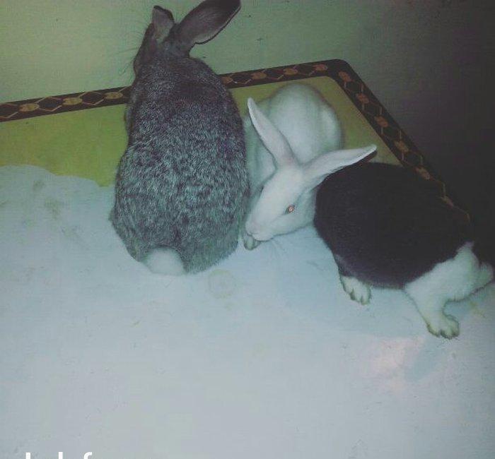 Hazir qizgin erkey dovwan satilir qiymeti 13 azn iri dovwanlardi reng