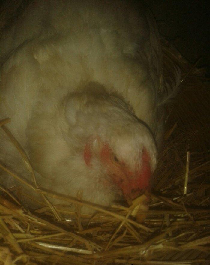 Satiram 3nundu oturub kurt qesey yeke toyugdu qiymetide 40manatdi ku