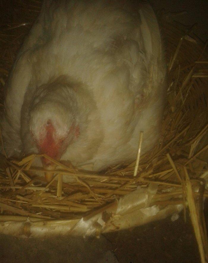 Satiram 3nundu oturub kurt qesey yeke toyugdu qiymetide 40manatdi ku