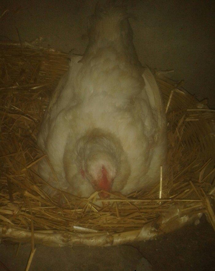 Satiram 3nundu oturub kurt qesey yeke toyugdu qiymetide 40manatdi ku