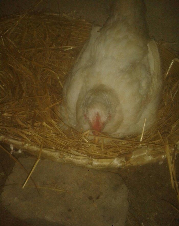 Satiram 3nundu oturub kurt qesey yeke toyugdu qiymetide 40manatdi ku