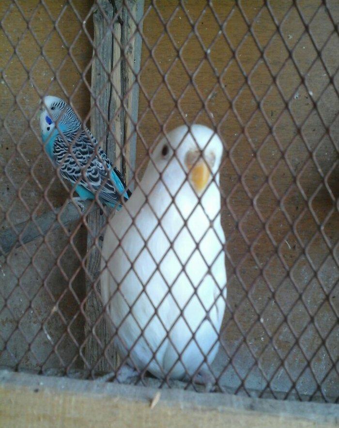 20 denedir 10 cutdu hamsi erkey mayadir bala verirler cavan quslardir