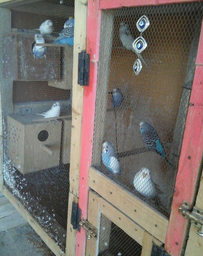 kut satram     Tergidirem 25 dene olar belkede coxdu saymamisam 1-ri