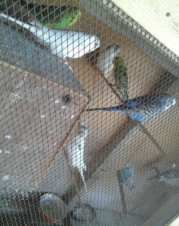 kut satram     Tergidirem 25 dene olar belkede coxdu saymamisam 1-ri