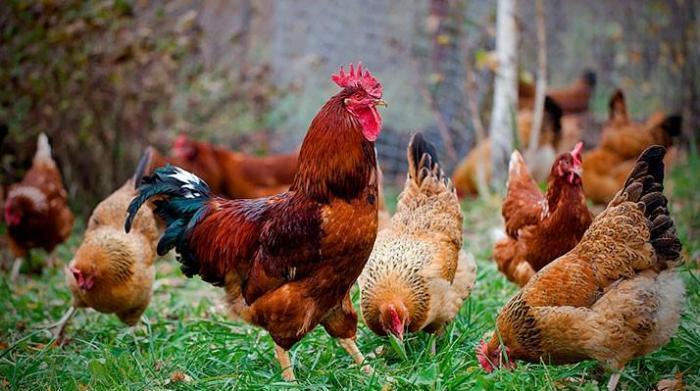 Tam mayali serbirst ve kulcinka kend toyuqlarinin yumurtasi. Qiymeti 3