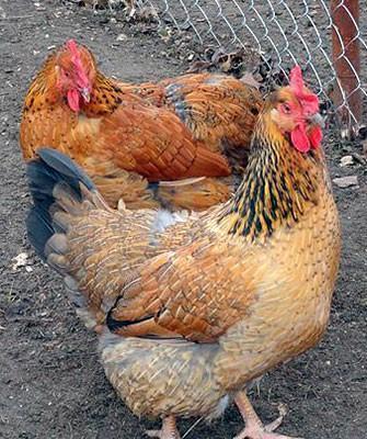 Tam mayali serbirst ve kulcinka kend toyuqlarinin yumurtasi. Qiymeti 3