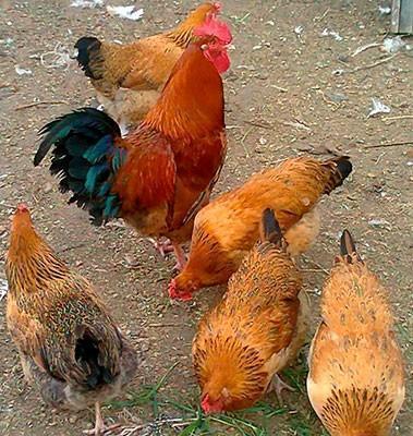 Tam mayali serbirst ve kulcinka kend toyuqlarinin yumurtasi. Qiymeti 3