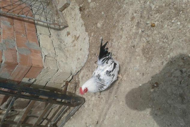 Tam mayali serbirst ve kulcinka kend toyuqlarinin yumurtasi. Qiymeti 3