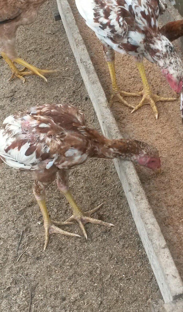 əla heratılar satılır 2ayliqdan illiyə qədər var qiymətlərda fərqlidi