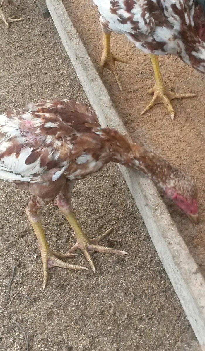 əla heratılar satılır 2ayliqdan illiyə qədər var qiymətlərda fərqlidi