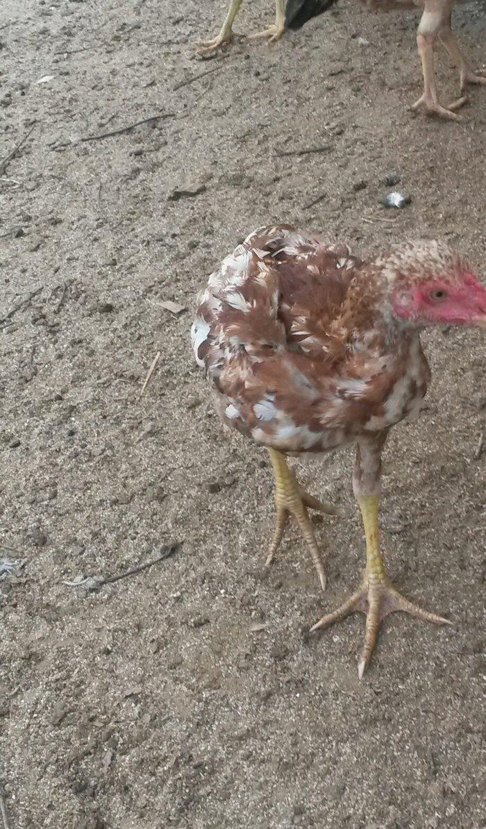 əla heratılar satılır 2ayliqdan illiyə qədər var qiymətlərda fərqlidi