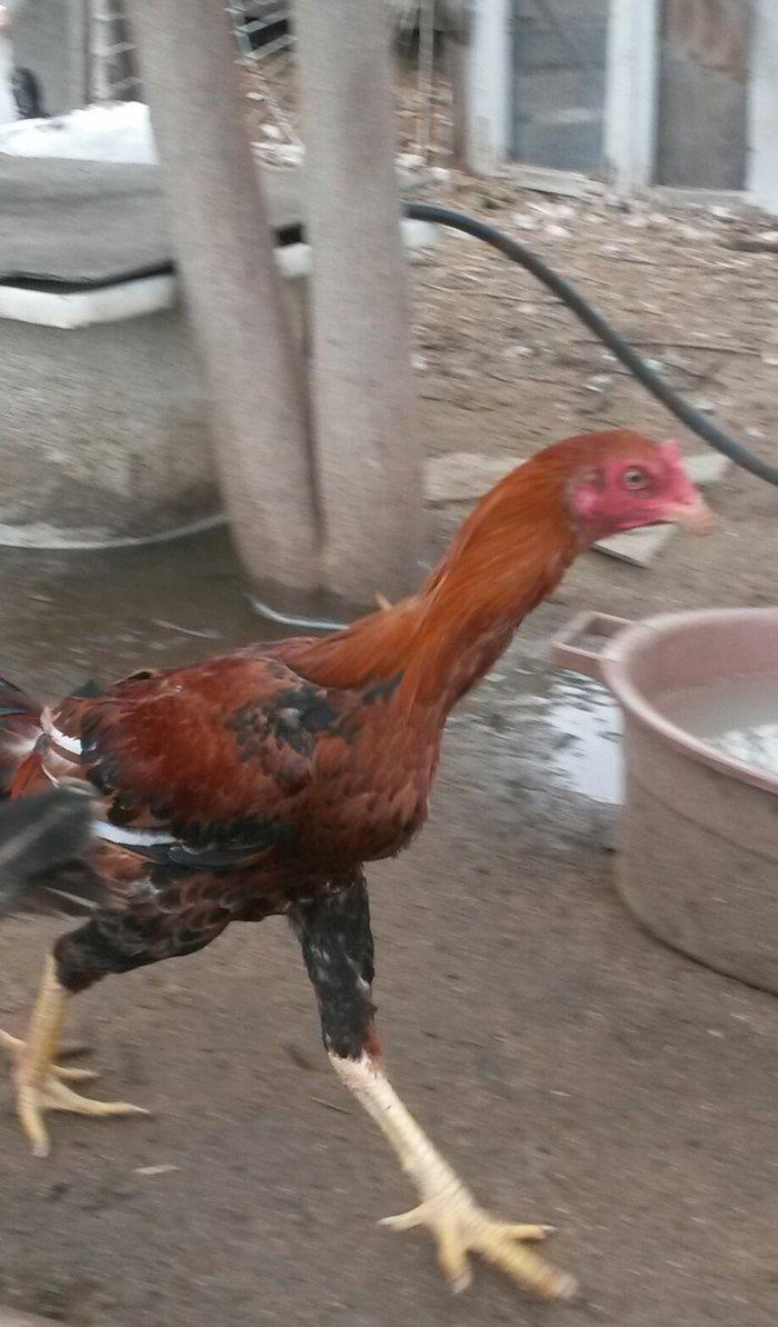 əla heratılar satılır 2ayliqdan illiyə qədər var qiymətlərda fərqlidi