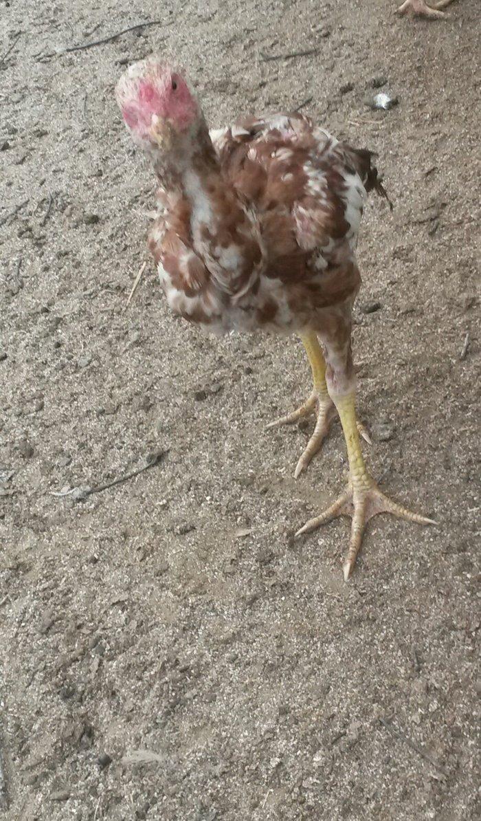 əla heratılar satılır 2ayliqdan illiyə qədər var qiymətlərda fərqlidi