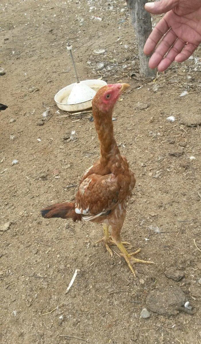 əla heratılar satılır 2ayliqdan illiyə qədər var qiymətlərda fərqlidi