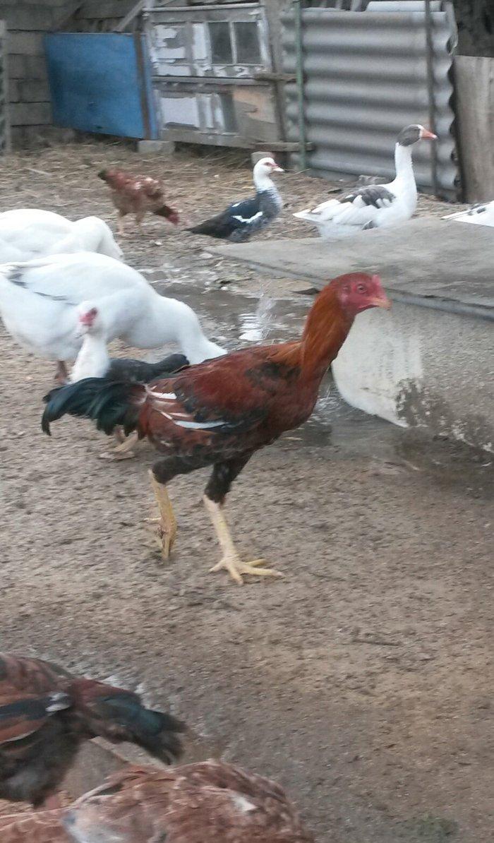 əla heratılar satılır 2ayliqdan illiyə qədər var qiymətlərda fərqlidi