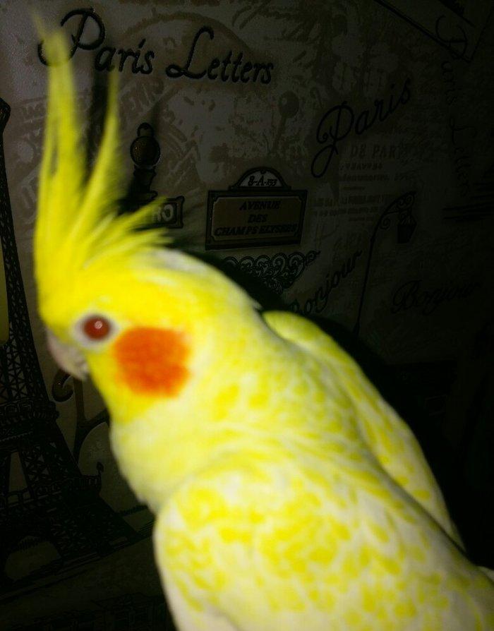 bir cut karella satiram biri erkek obri disidir .erkek ele oyrenib .ci