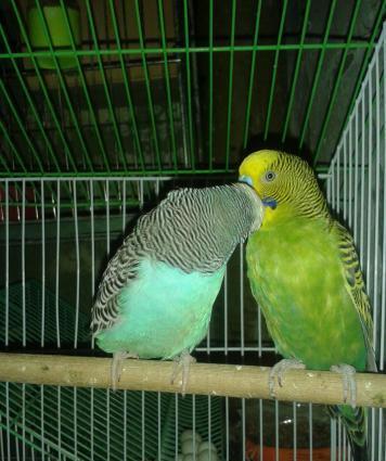 BALA VEREN CUT .ALTINDA YUMURTASI VAR