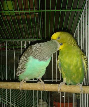 BALA VEREN CUT .ALTINDA YUMURTASI VAR