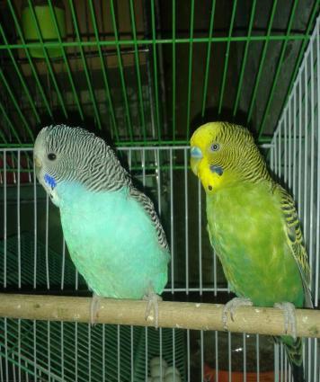 BALA VEREN CUT .ALTINDA YUMURTASI VAR