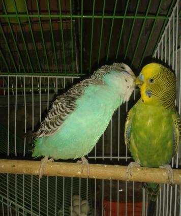 BALA VEREN CUT .ALTINDA YUMURTASI VAR