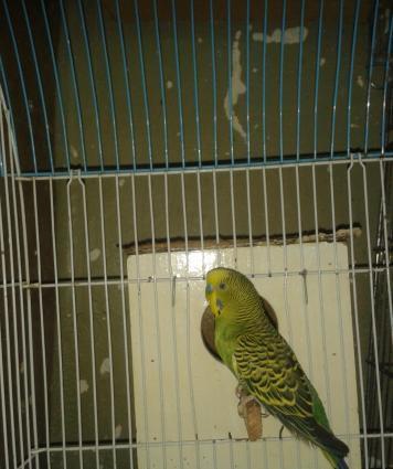 BALA VEREN CUT .ALTINDA YUMURTASI VAR