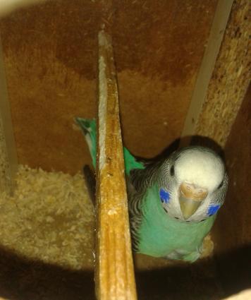 BALA VEREN CUT .ALTINDA YUMURTASI VAR