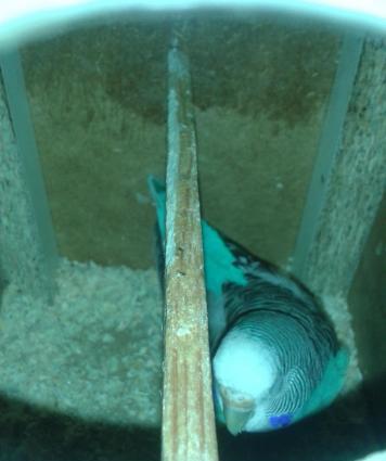 BALA VEREN CUT .ALTINDA YUMURTASI VAR