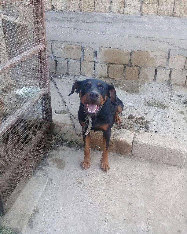 Erkey doberman. 2 yawi var. Tecili pul lazim oldugu ucun satilir.