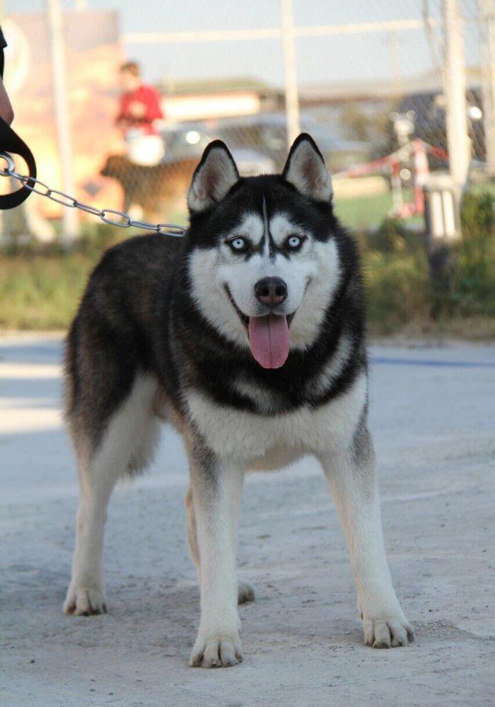 Salam xaski balaları satlır erkek dişi var 1 ay 11 günlük balalardır ş