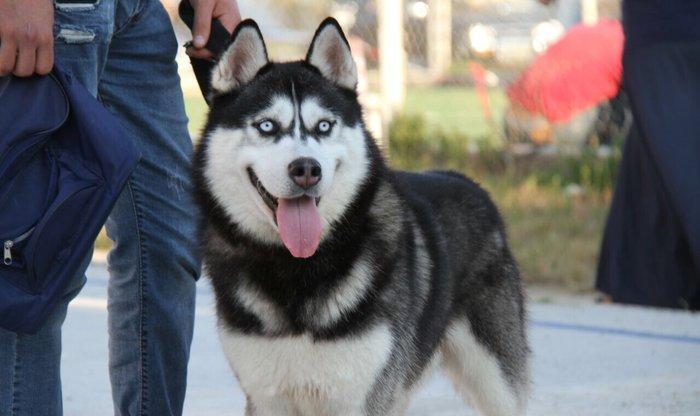Salam xaski balaları satlır erkek dişi var 1 ay 11 günlük balalardır ş