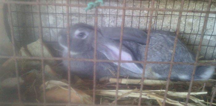 Fevralin balasidi 2 dene erkey  rizen. Cekisi 7 kilodan yuxaridi. Sati