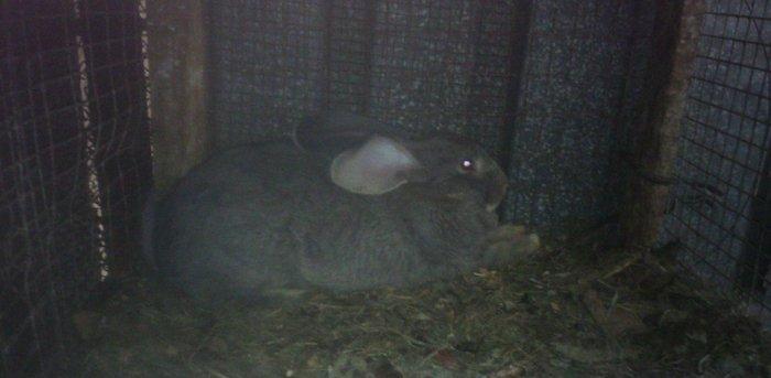 Fevralin balasidi 2 dene erkey  rizen. Cekisi 7 kilodan yuxaridi. Sati