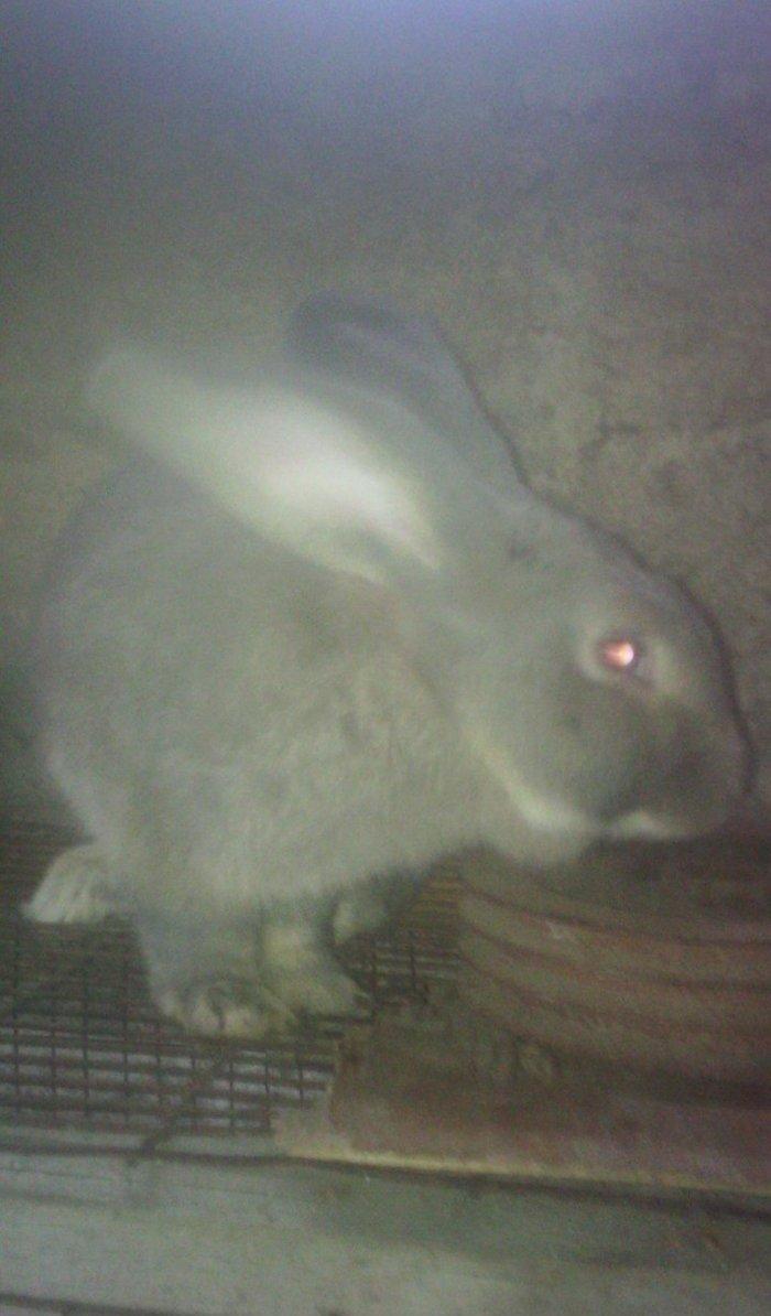 Fevralin balasidi 2 dene erkey  rizen. Cekisi 7 kilodan yuxaridi. Sati