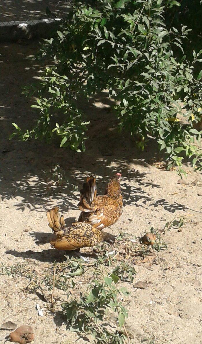 4 ay yarimliq bir cut qizili sbraytlar butun baksinleri olunub qurd de