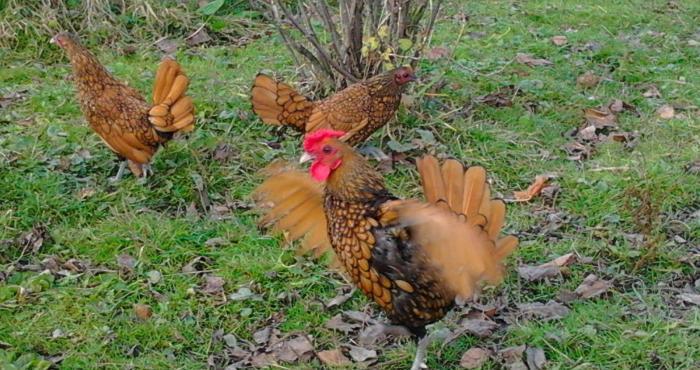 Damazliqlar satilir 3 fere 1 xoruz 250 azn
Yumurtasi 3 azn