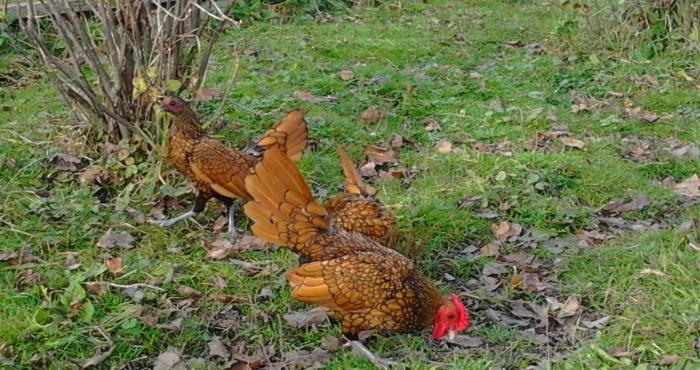 Damazliqlar satilir 3 fere 1 xoruz 250 azn
Yumurtasi 3 azn