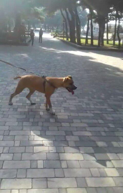 stafasor 7 ayliqdi.disidi.100 azn qiymet sondu.qiymete görə narahat et