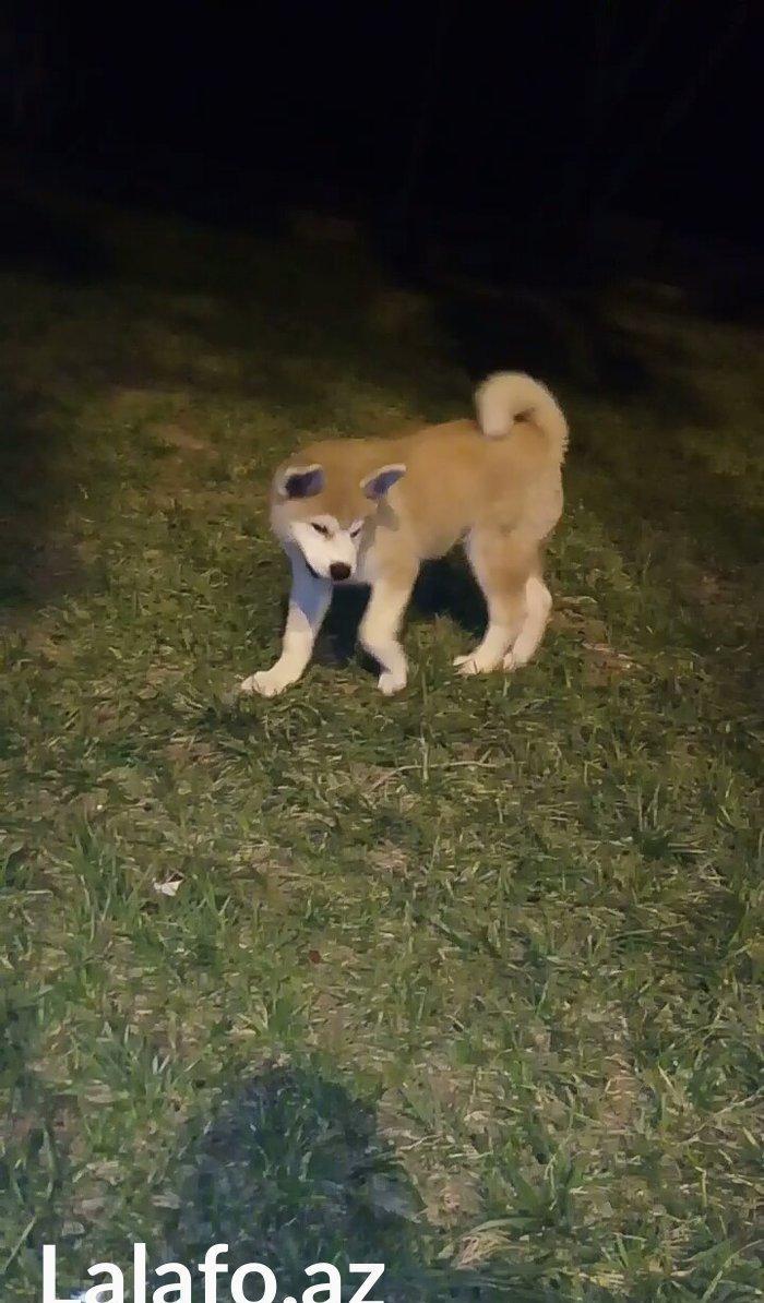 Temiz natura 4ayliq disi akita satilir tam saglam baladi bu sekilde 3a