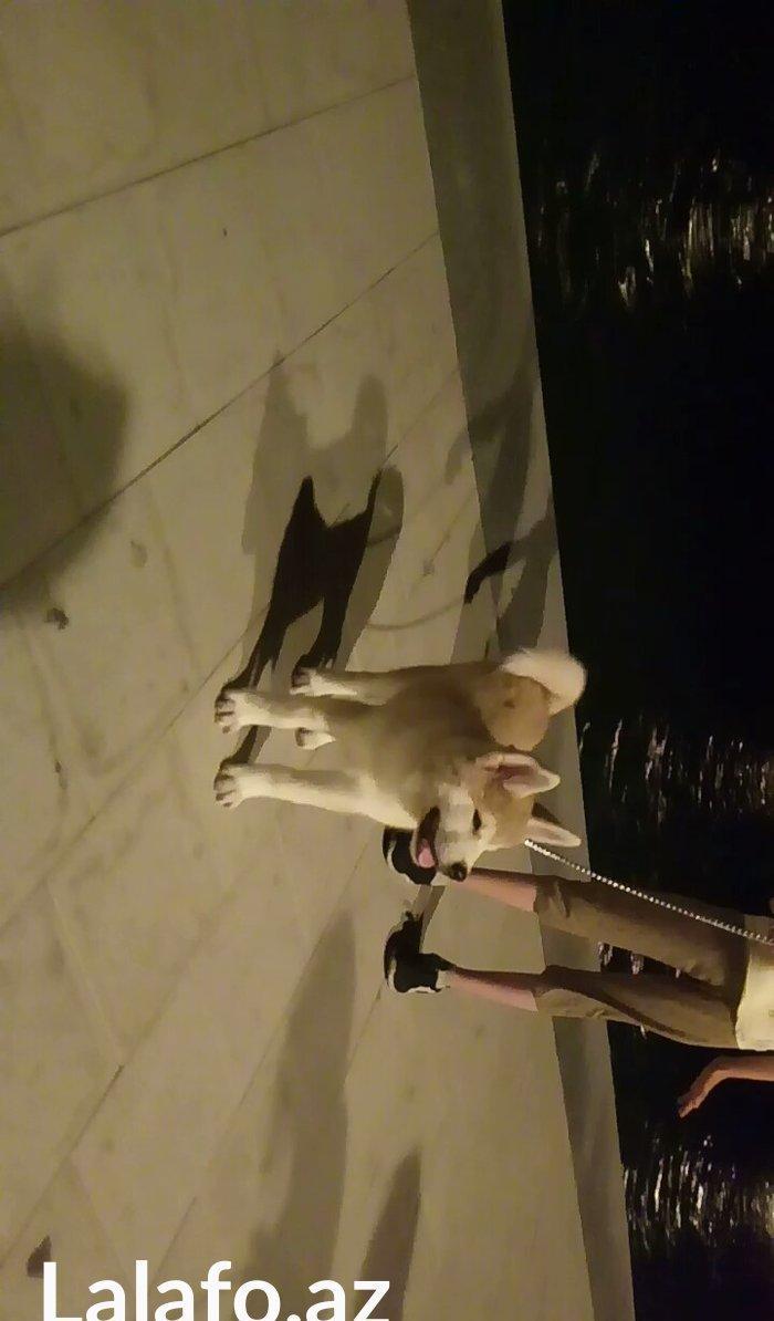 Temiz natura 4ayliq disi akita satilir tam saglam baladi bu sekilde 3a