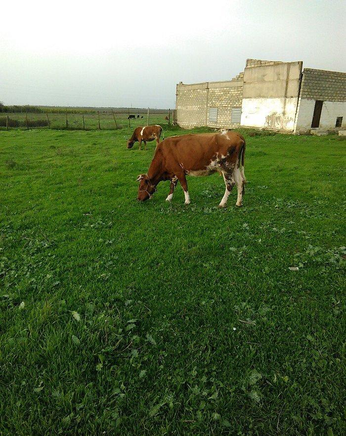 salam balali inek satilir dord aydi kelin alib yanindaki balasi sekkiz